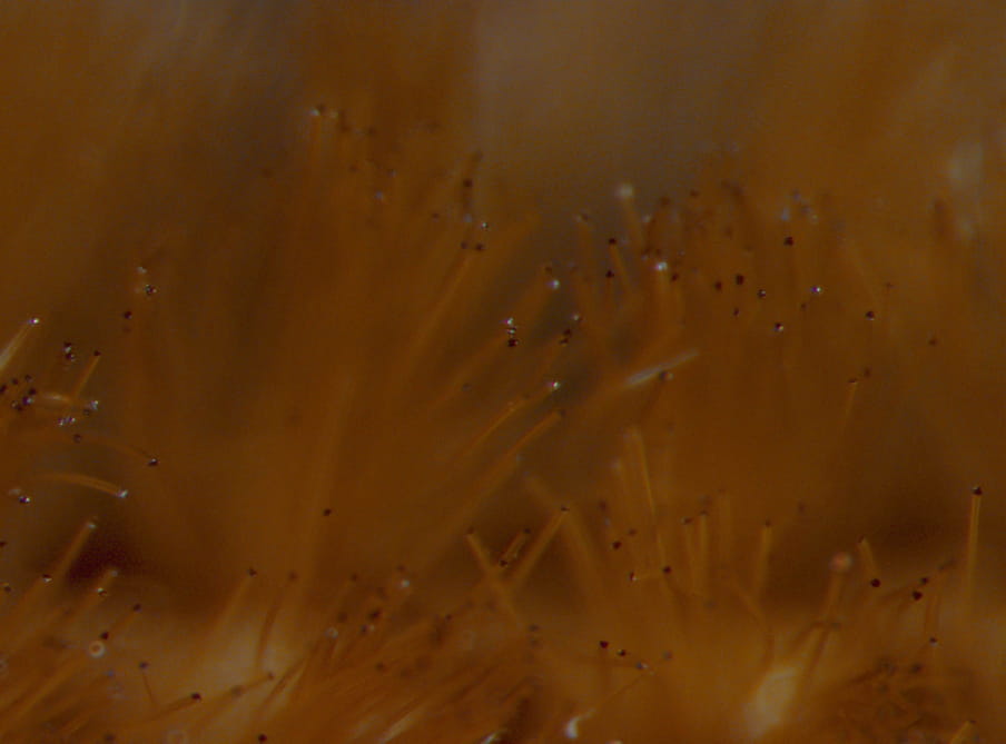 Close up photograph of yellow fibers looking like an aquatic plants.